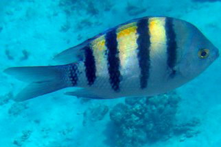 Abudefduf vaigiensis - Indopazifischer Sergeant (Indopazifischer Feldwebelfisch, Indopazifik-Sergant)